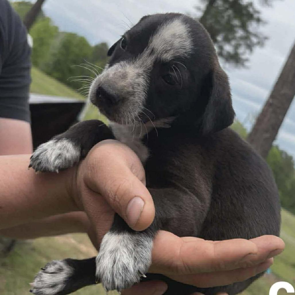 Clover, a Adoptable Mixed Breed in Phoenix, MD image 3/6