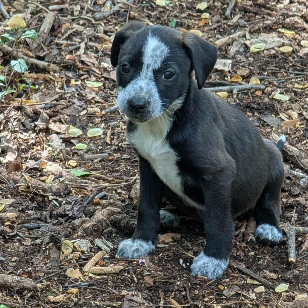 Clover, a Adoptable Mixed Breed in Phoenix, MD image 4/6