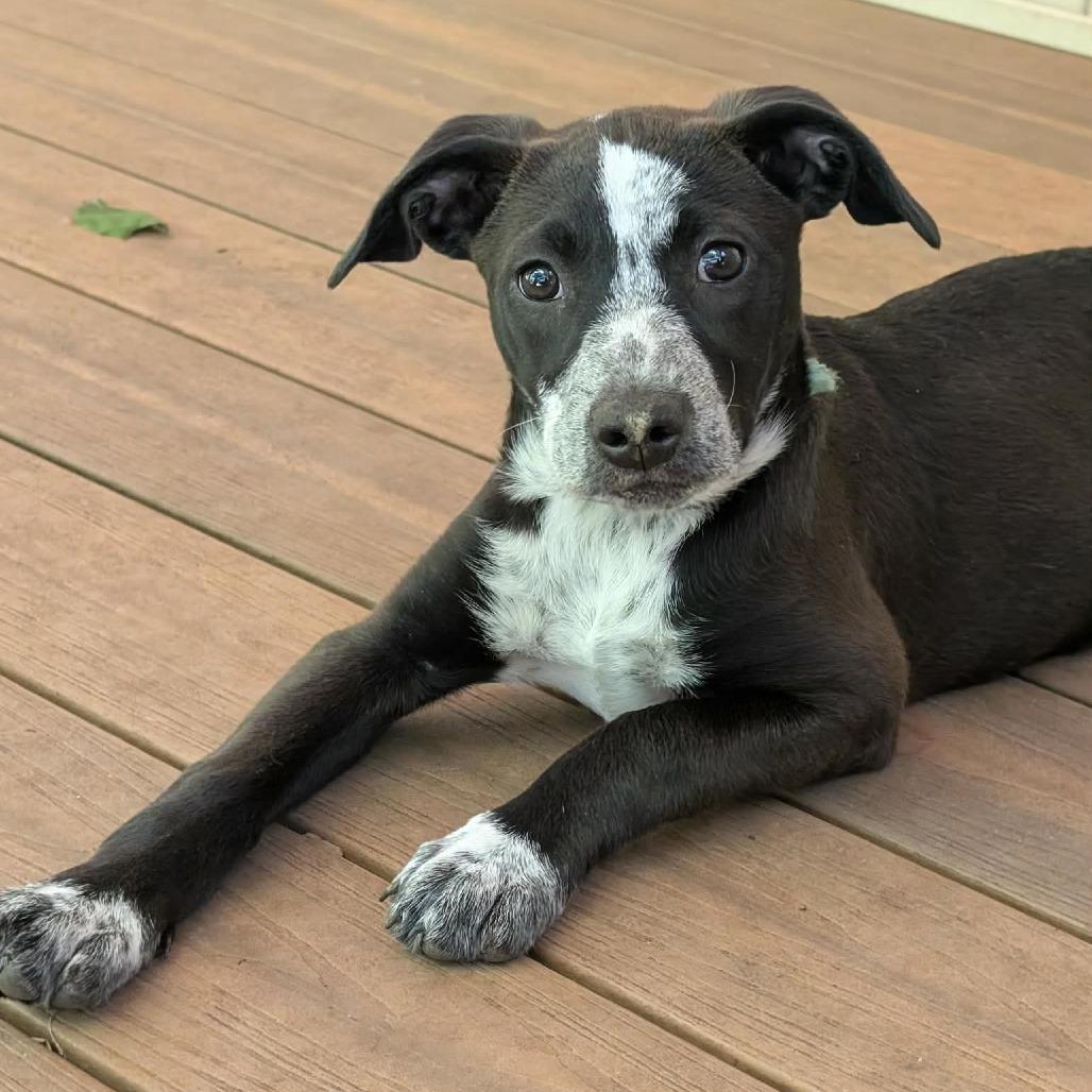 Clover, a Adoptable Mixed Breed in Phoenix, MD image 5/6