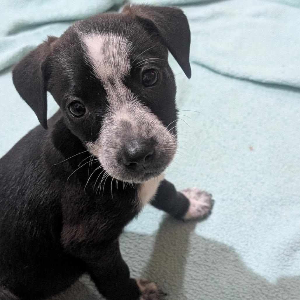 Clover, a Adoptable Mixed Breed in Phoenix, MD image 6/6