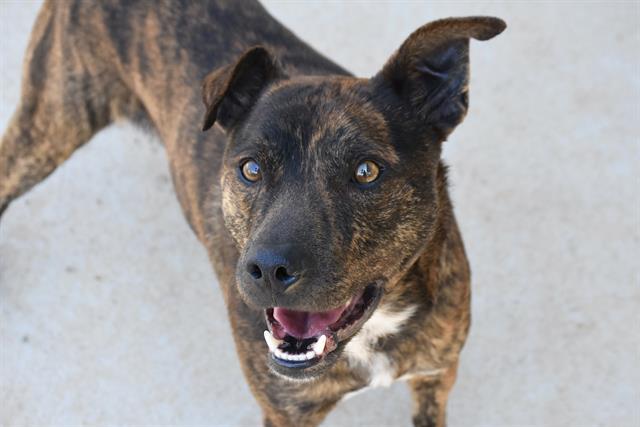 CHERIF, Adoptable, Adult Male Mixed Breed.