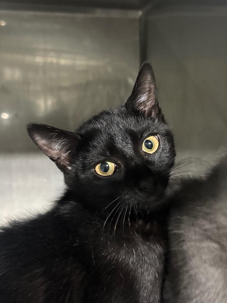 Enlarge Cedar, a Adoptable mixed breed in Cumming, GA image 1/1