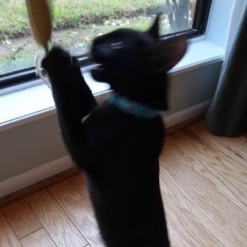 Mr. Belvedere, Adoptable, Young Male Domestic Short Hair.