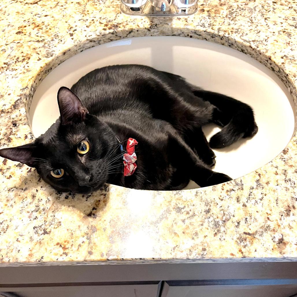 Mr. Belvedere, a Adoptable mixed breed in Houston, TX image 2/5