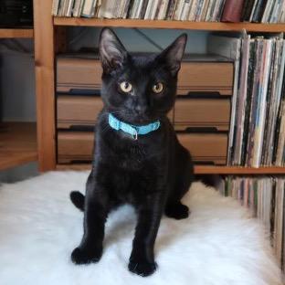 Mr. Belvedere, a Adoptable mixed breed in Houston, TX image 3/5