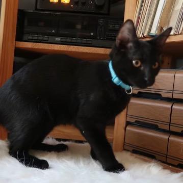 Mr. Belvedere, a Adoptable mixed breed in Houston, TX image 4/5