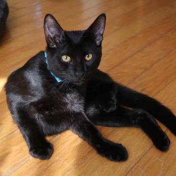 Mr. Belvedere, a Adoptable mixed breed in Houston, TX image 5/5