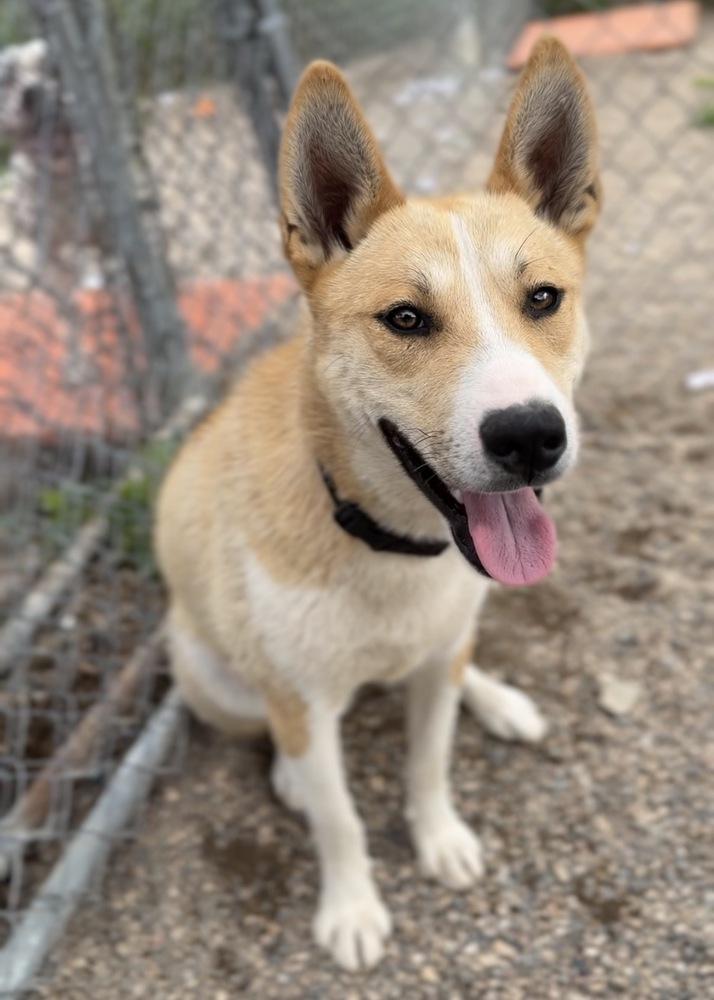 Gromit, Adoptable, Puppy Male Husky.