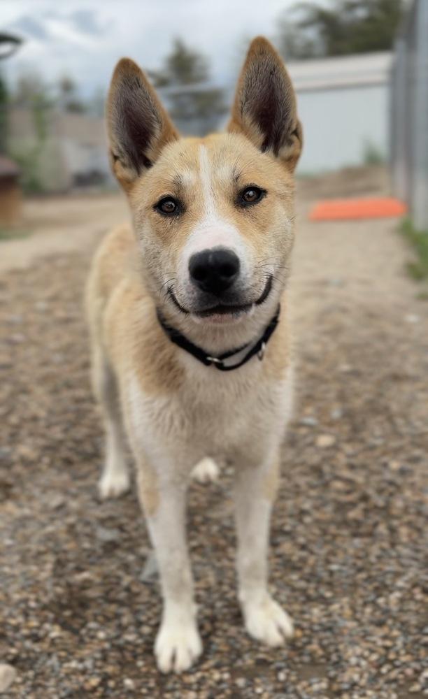 Gromit, a Adoptable mixed breed in Bemidji, MN image 2/4