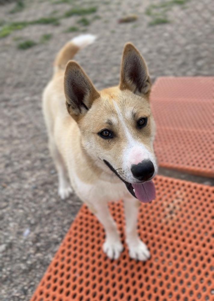 Gromit, a Adoptable mixed breed in Bemidji, MN image 3/4