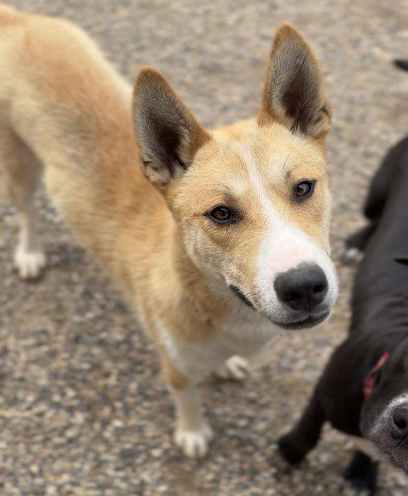 Gromit, a Adoptable mixed breed in Bemidji, MN image 4/4