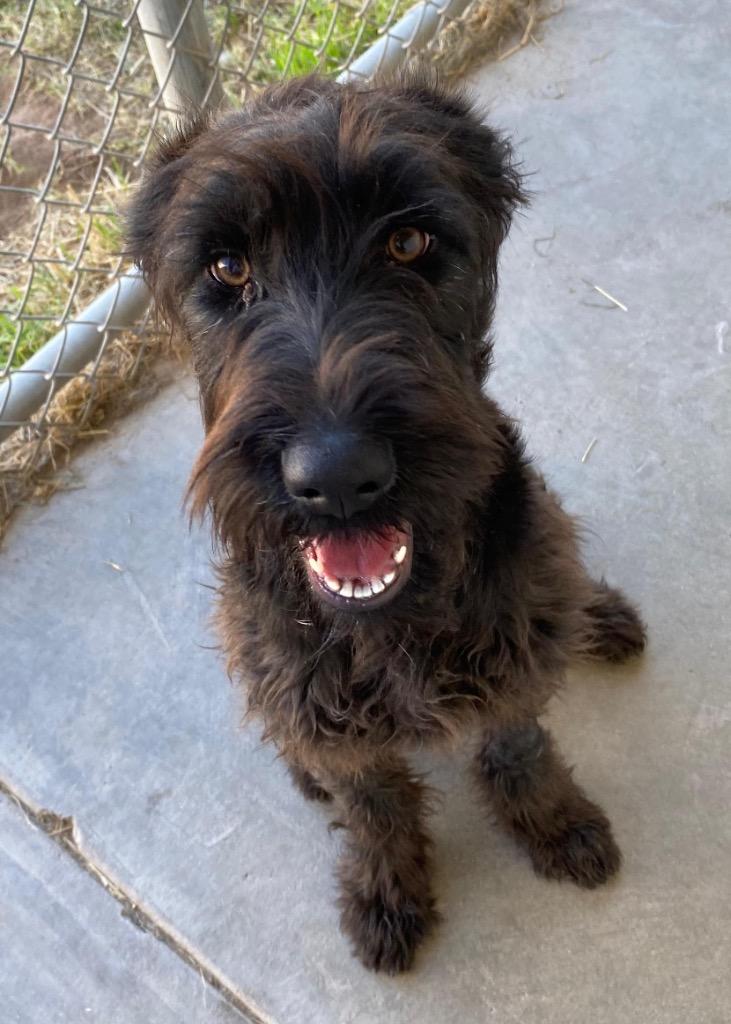 Gia, Adoptable, Young Female Wirehaired Terrier.