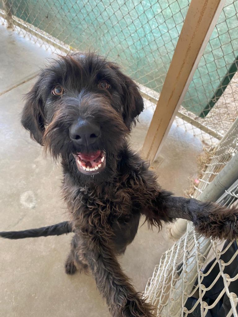 Enlarge Gia, a Adoptable mixed breed in Midland, TX image 2/2