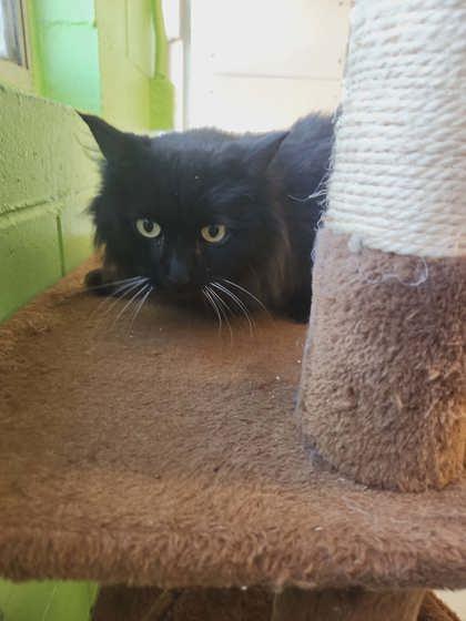 Molly, Adoptable, Senior Female Domestic Long Hair & Domestic Short Hair.