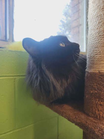 Enlarge Molly, a Adoptable mixed breed in Scottsbluff, NE image 2/3