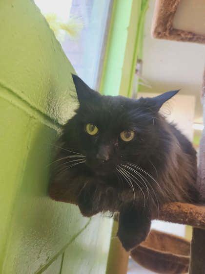 Enlarge Molly, a Adoptable mixed breed in Scottsbluff, NE image 3/3