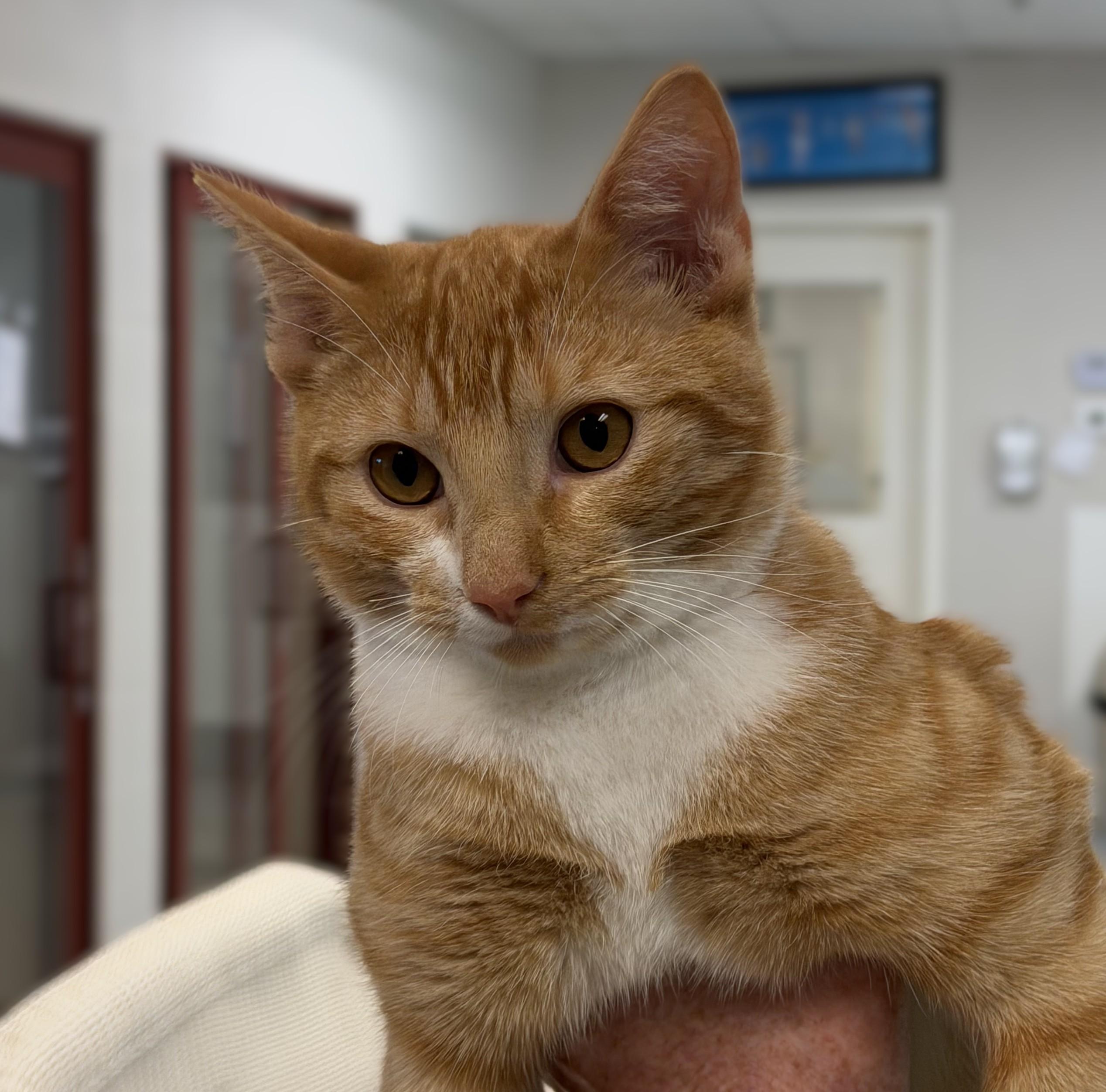 Enlarge Chucky, an adopted mixed breed in Slidell, LA image 3/3