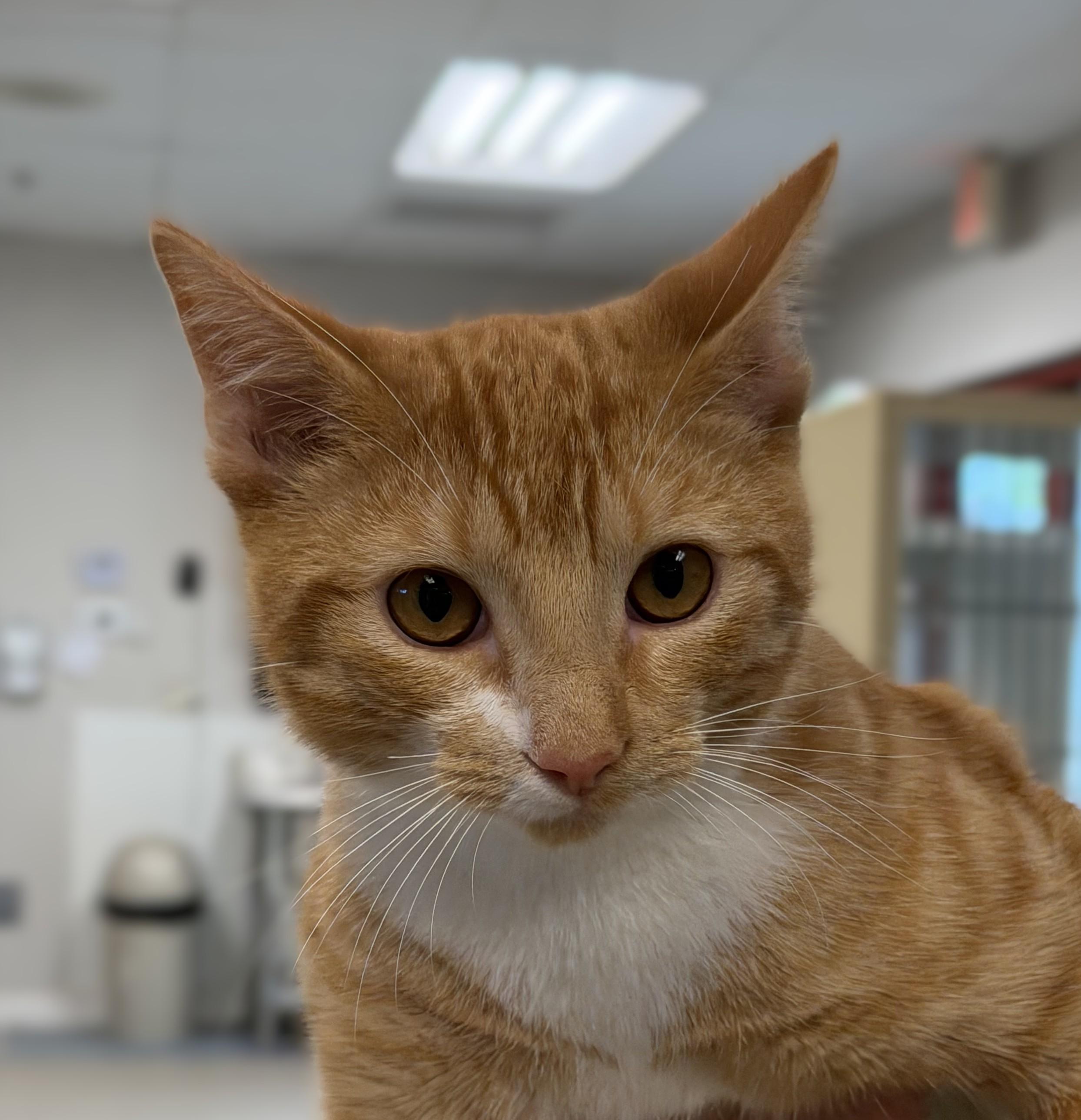 Enlarge Chucky, an adopted mixed breed in Slidell, LA image 2/3