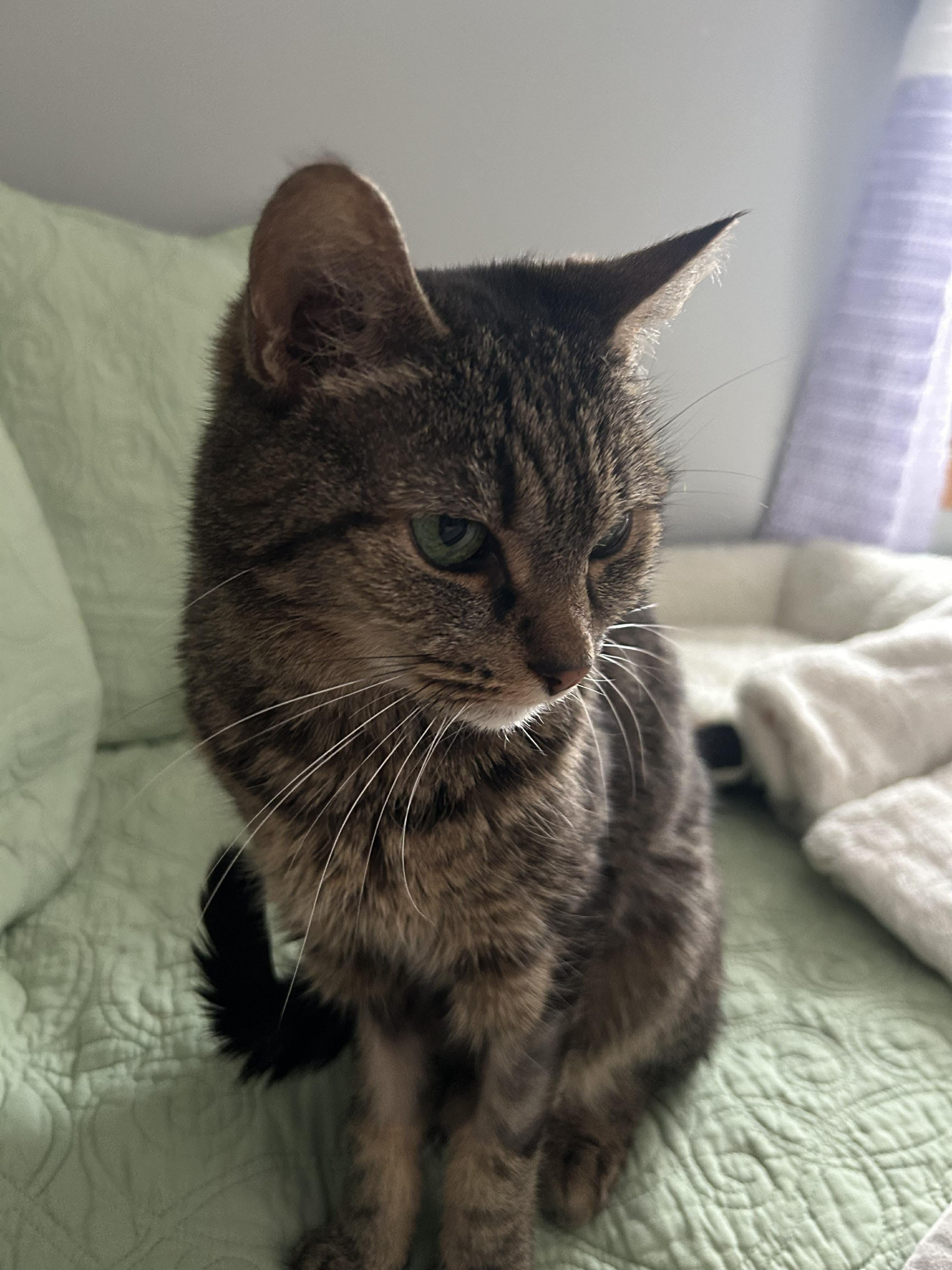 Misty Night, adopted, Senior Female American Shorthair.