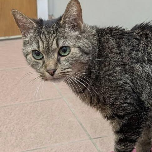 Misty Night, ADOPTABLE, Senior Female American Shorthair.