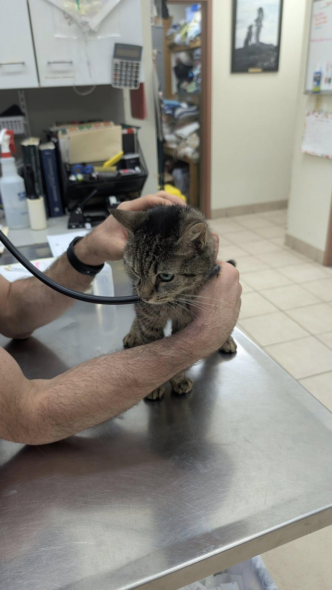 Misty Night, a ADOPTABLE American Shorthair in Johnstown, NY image 2/3