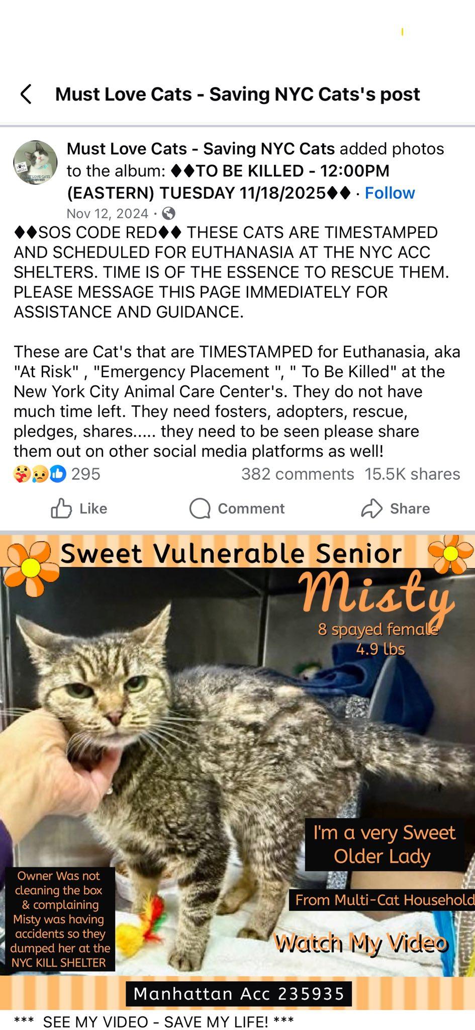 Misty Night thumbnail 3