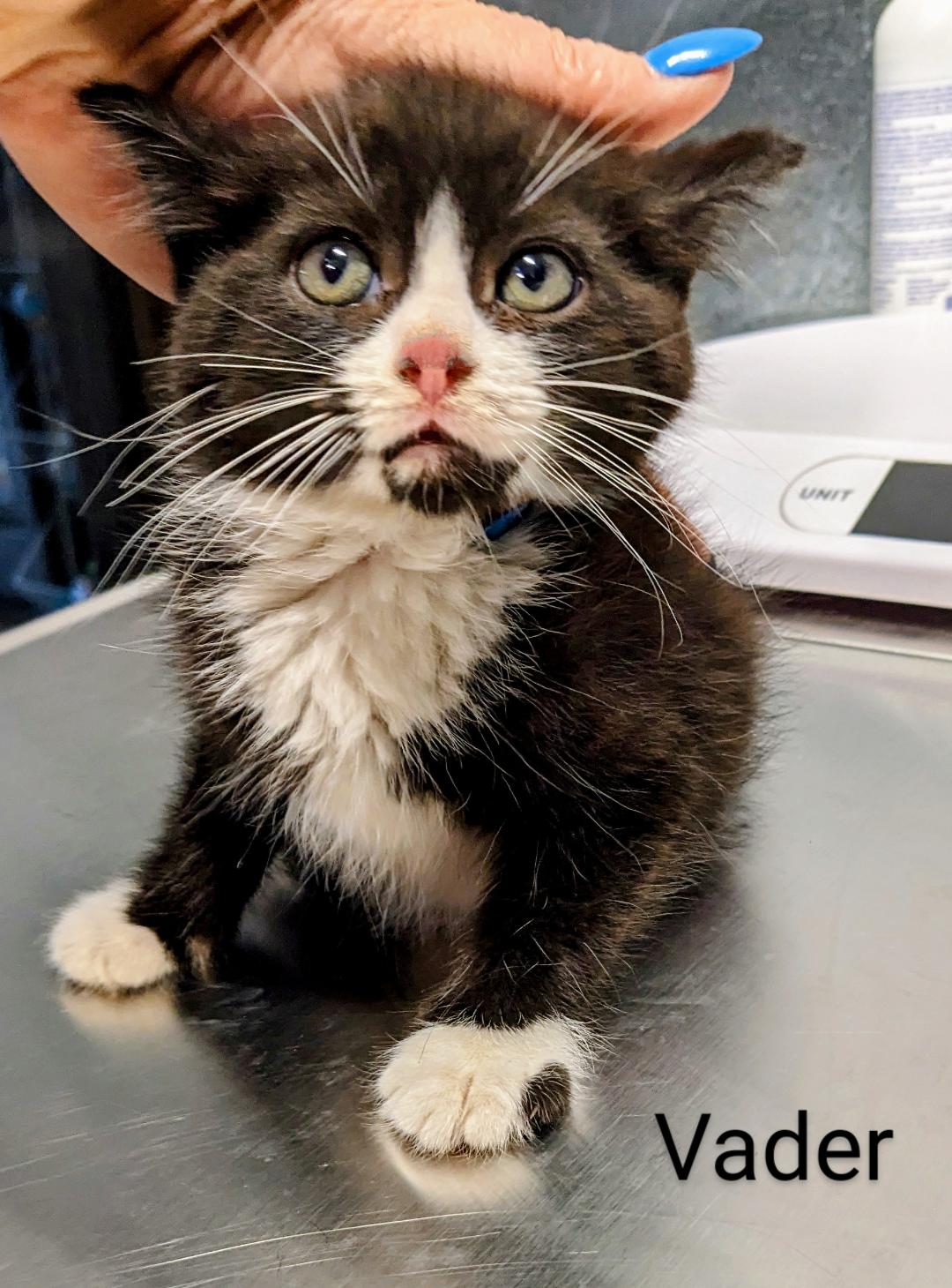 Vader, a Adopted Tuxedo in Binghamton, NY image 3/4