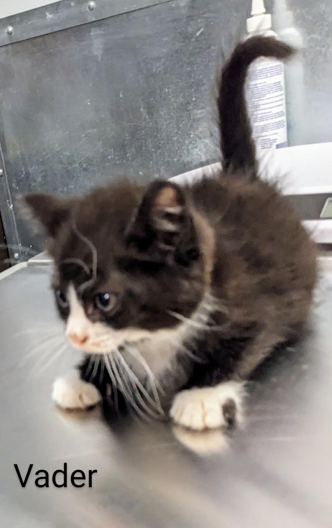 Vader, a Adopted Tuxedo in Binghamton, NY image 4/4