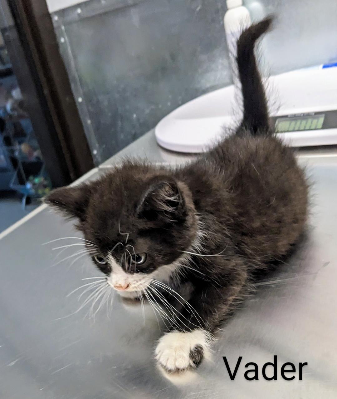 Vader, a Adopted Tuxedo in Binghamton, NY image 2/4