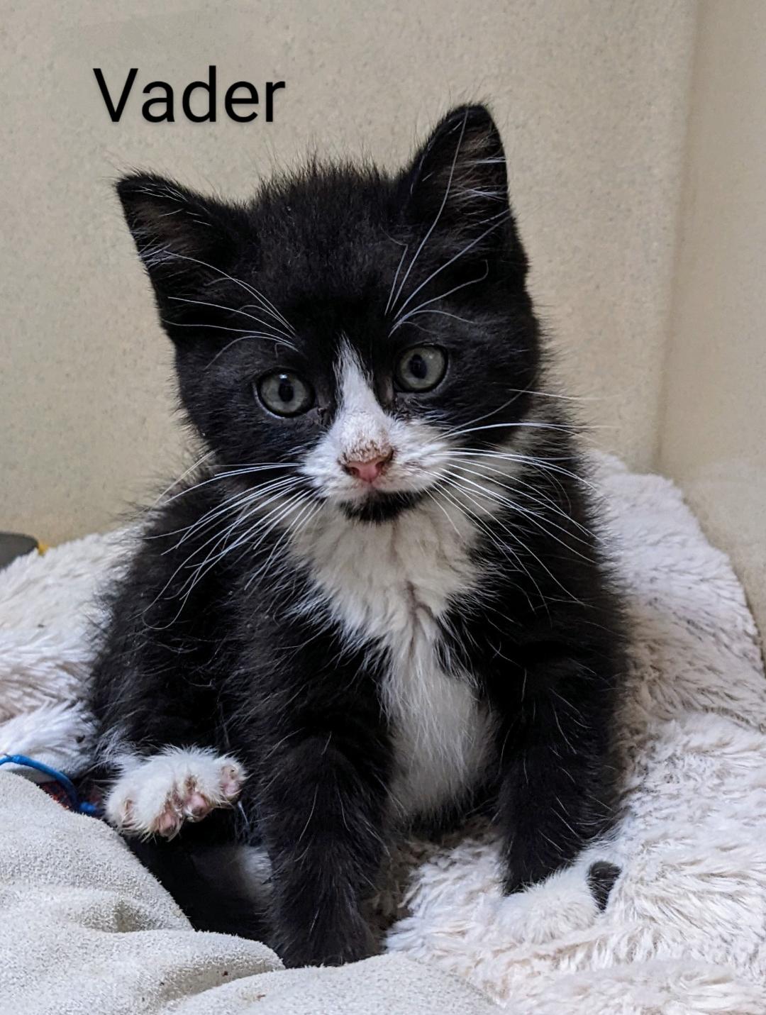 Vader, a Adopted Tuxedo in Binghamton, NY image 1/4