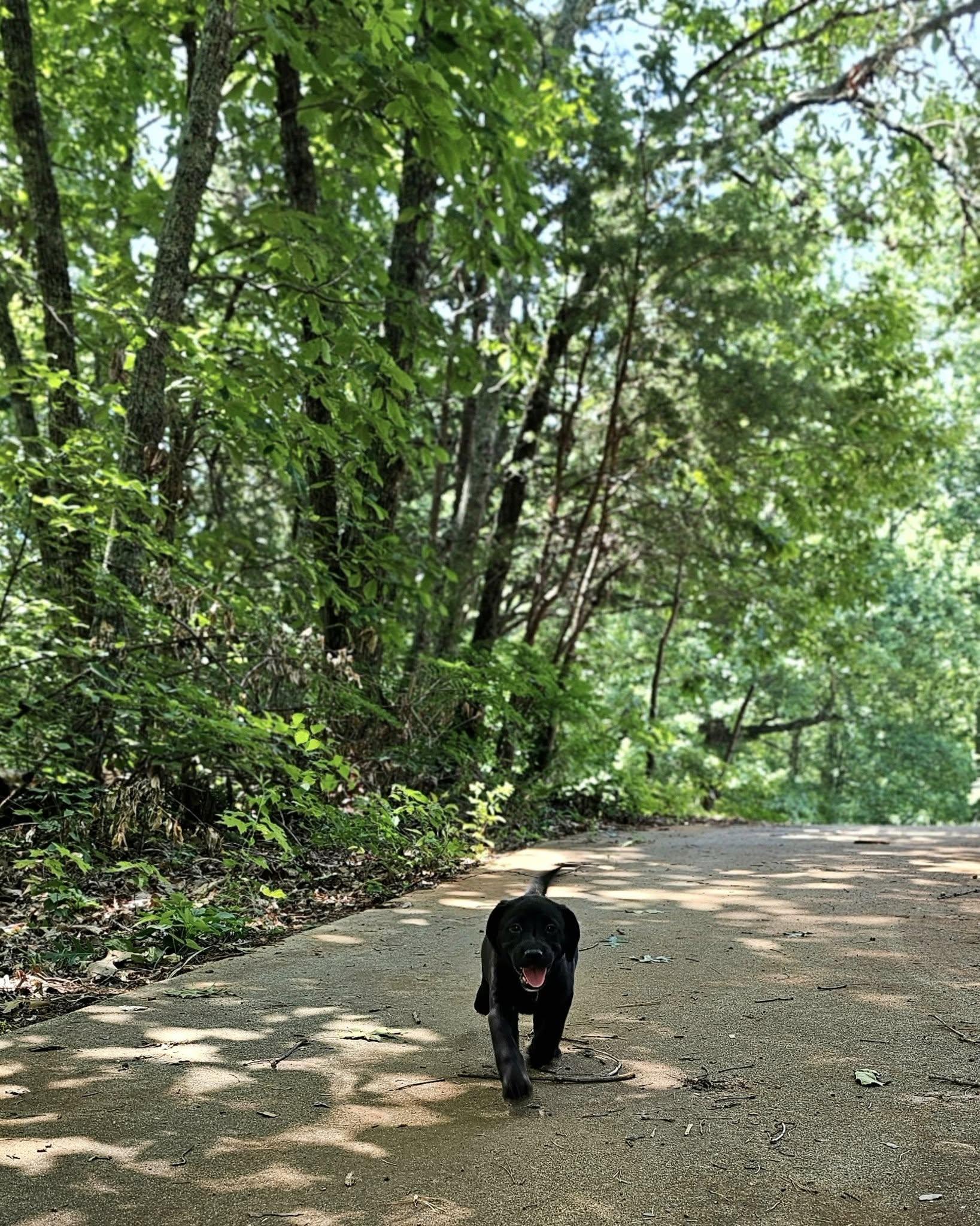 Primrose $ thumbnail 3