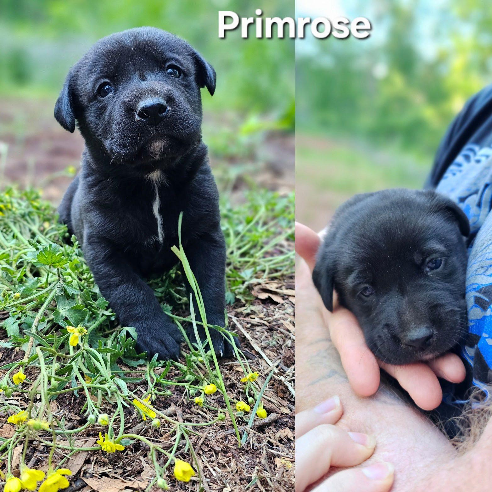 Primrose $ thumbnail 4