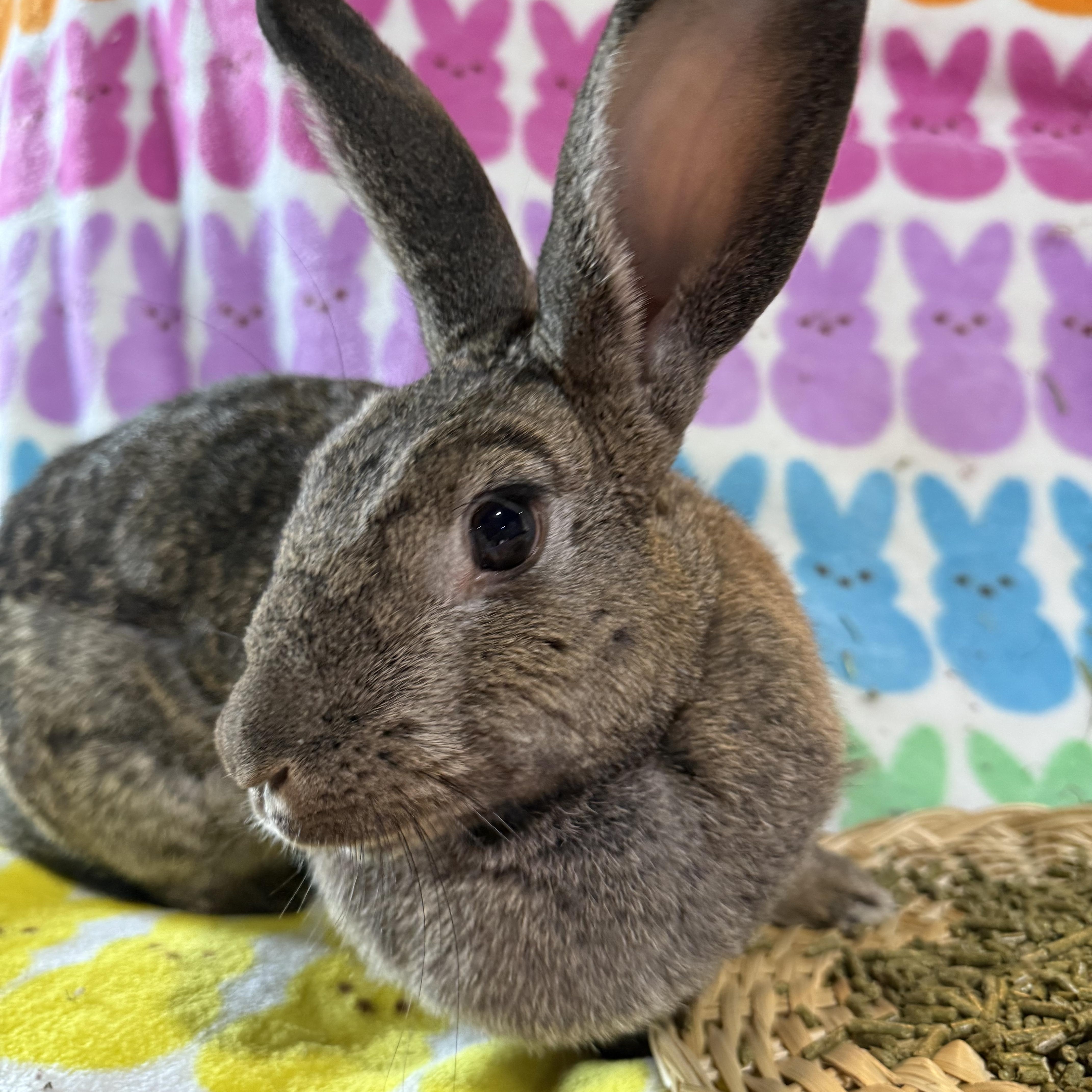 Enlarge Big Bertha , a ADOPTABLE New Zealand in St. Charles, MO image 2/6