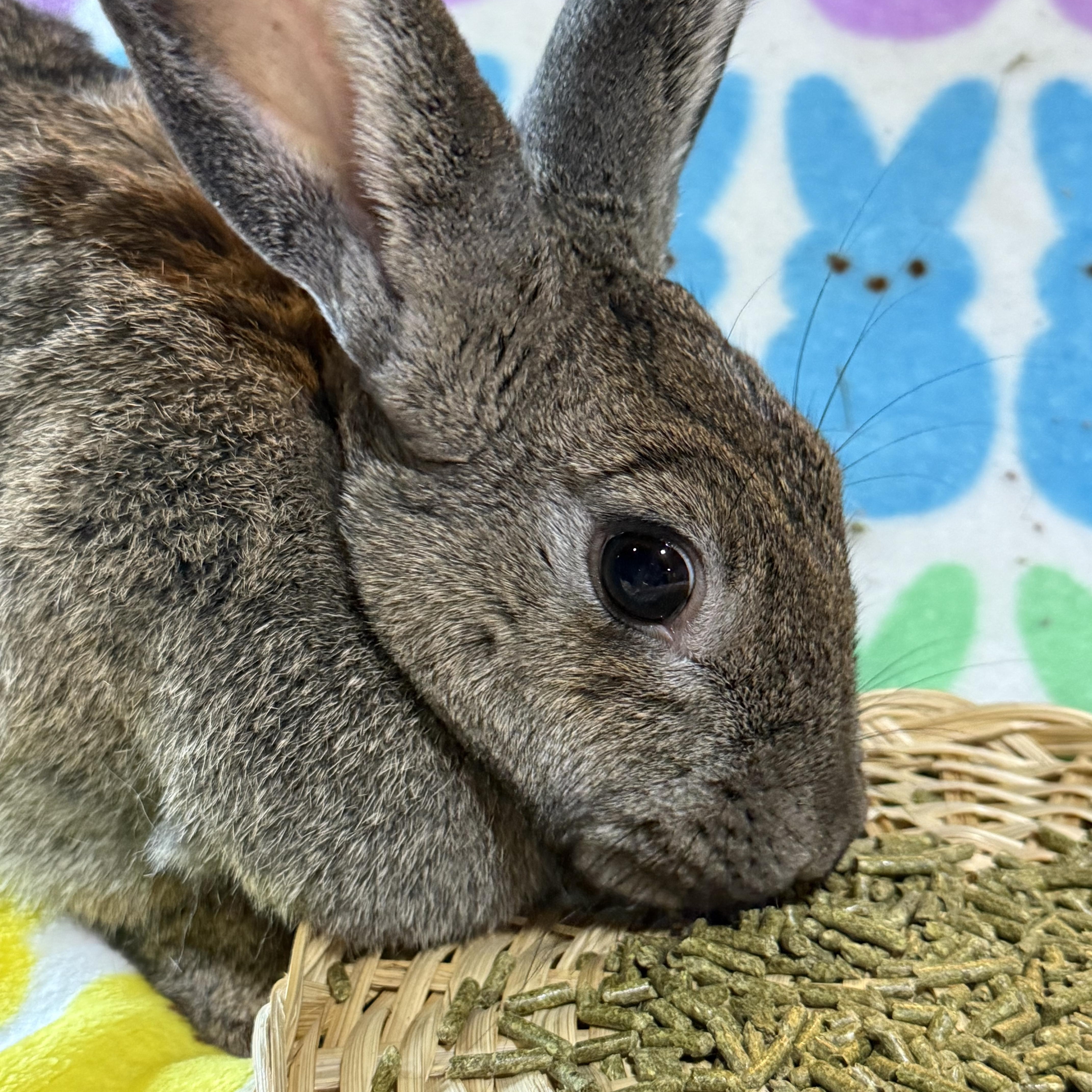 Enlarge Big Bertha , a ADOPTABLE New Zealand in St. Charles, MO image 4/6