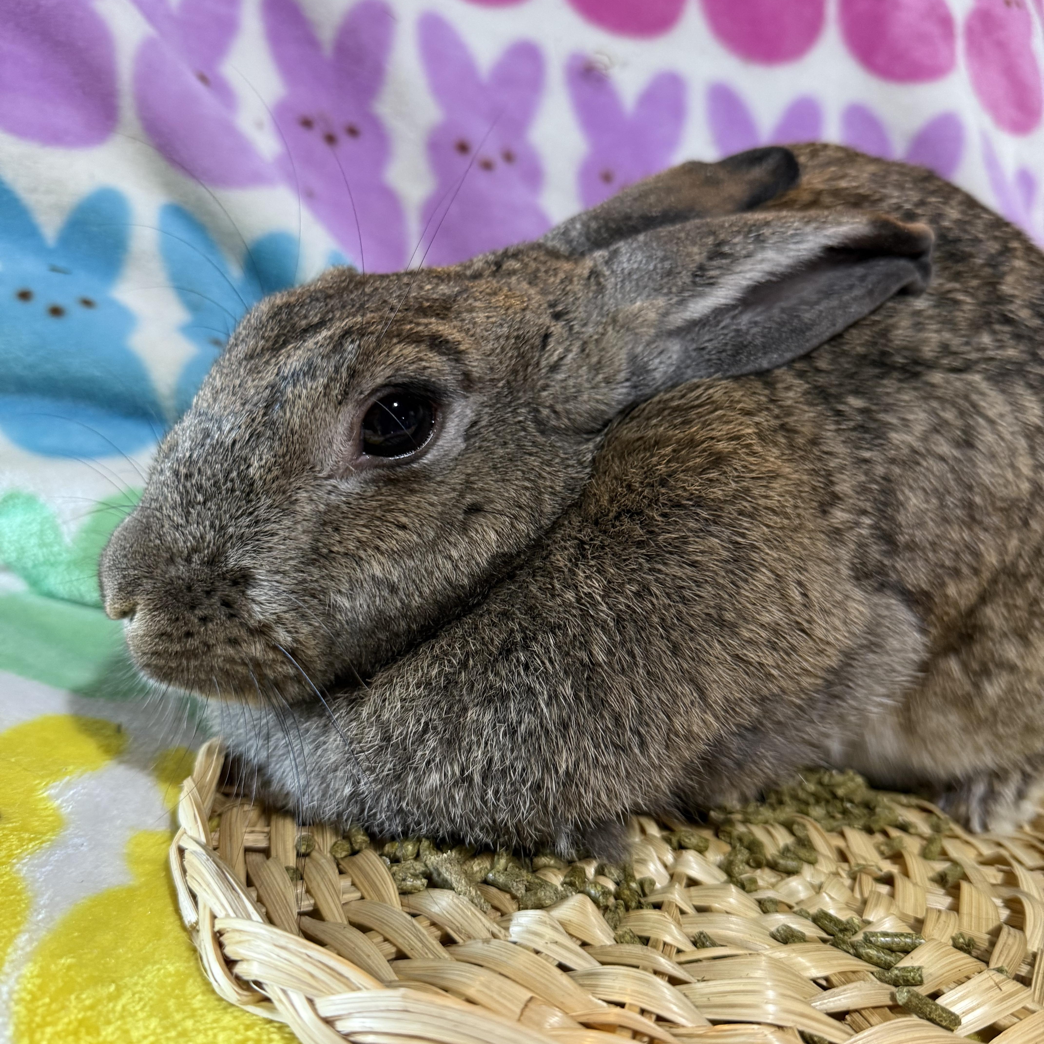 Enlarge Big Bertha , a ADOPTABLE New Zealand in St. Charles, MO image 5/6