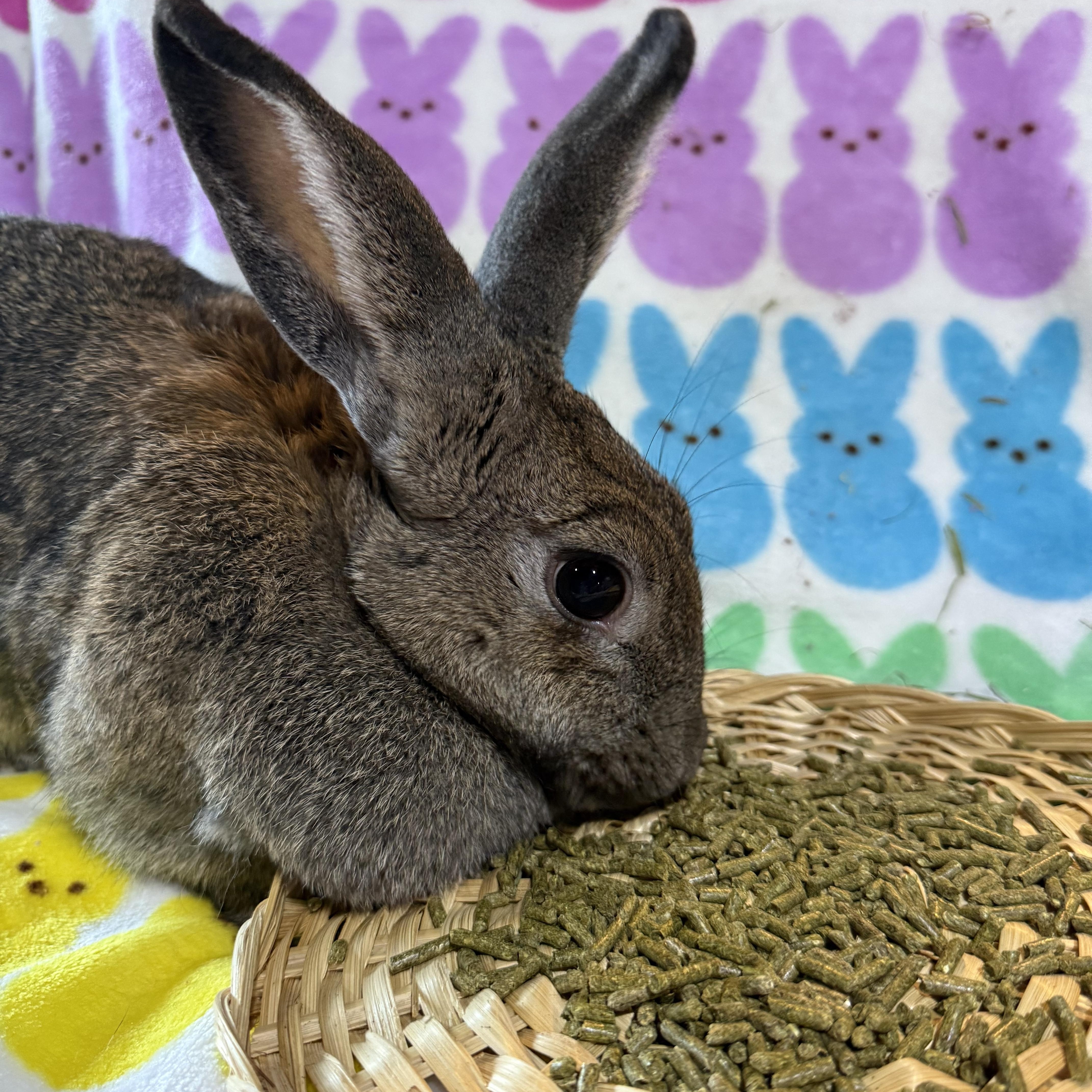 Enlarge Big Bertha , a ADOPTABLE New Zealand in St. Charles, MO image 6/6