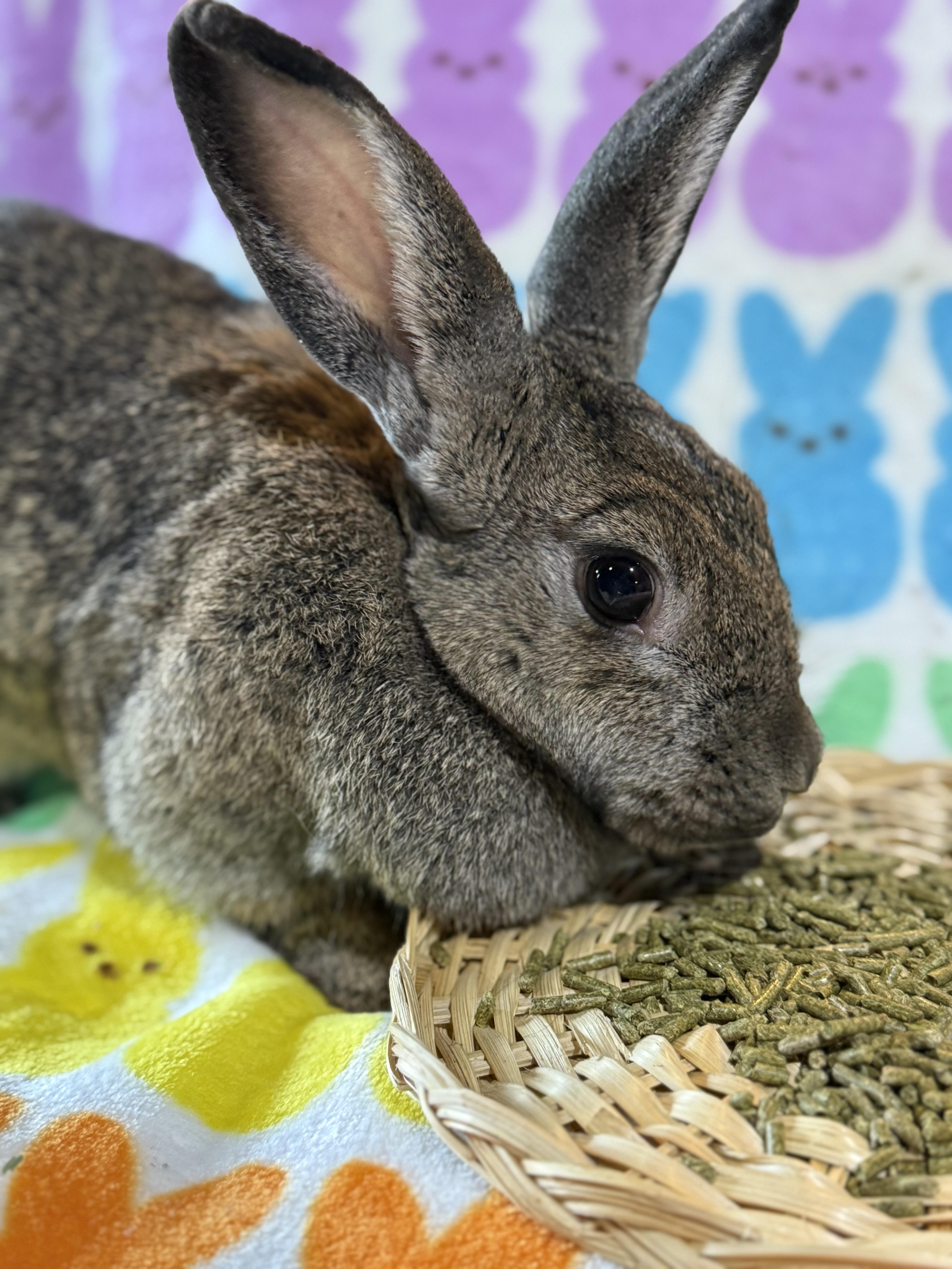 Enlarge Big Bertha , a ADOPTABLE New Zealand in St. Charles, MO image 3/6