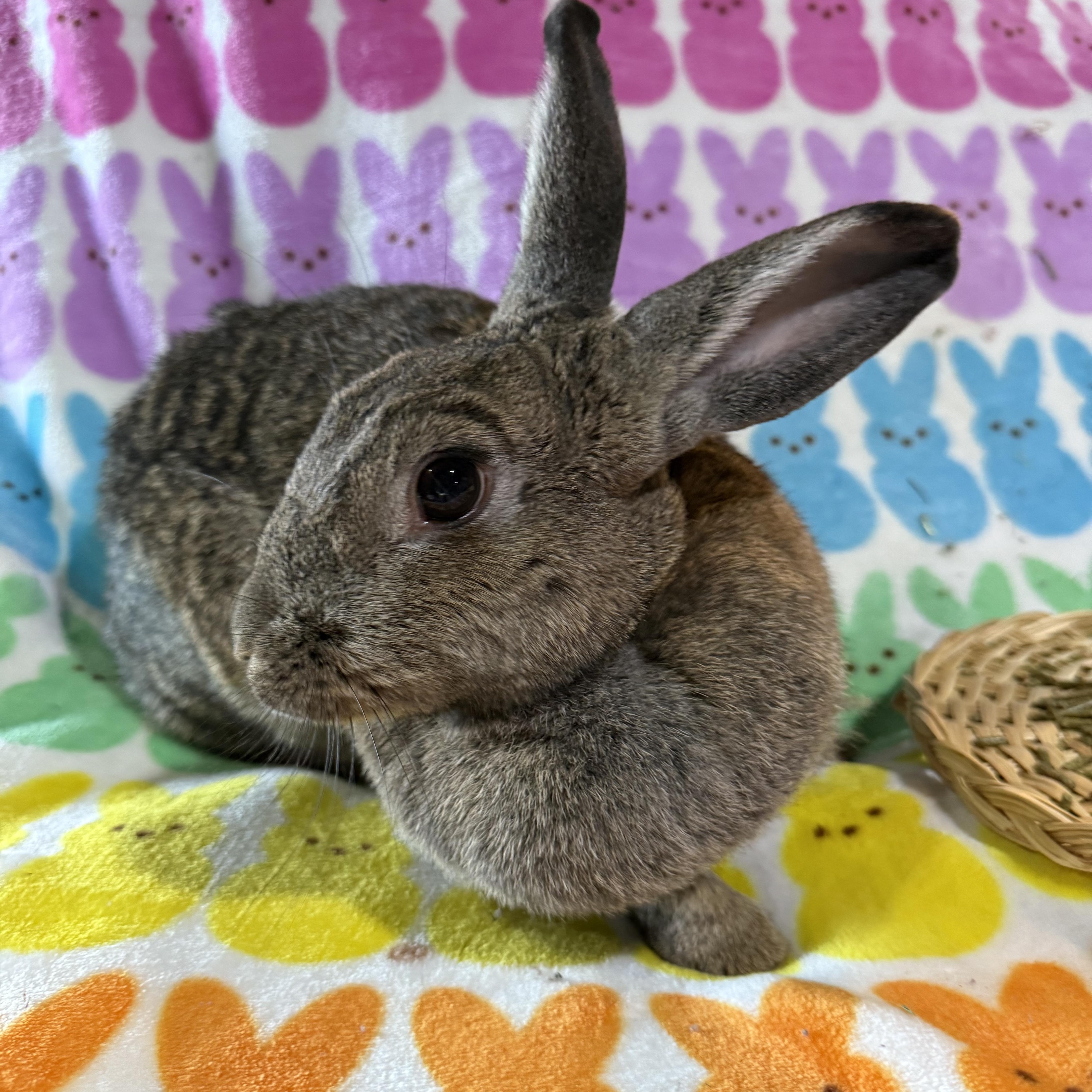 Enlarge Big Bertha , a ADOPTABLE New Zealand in St. Charles, MO image 1/6