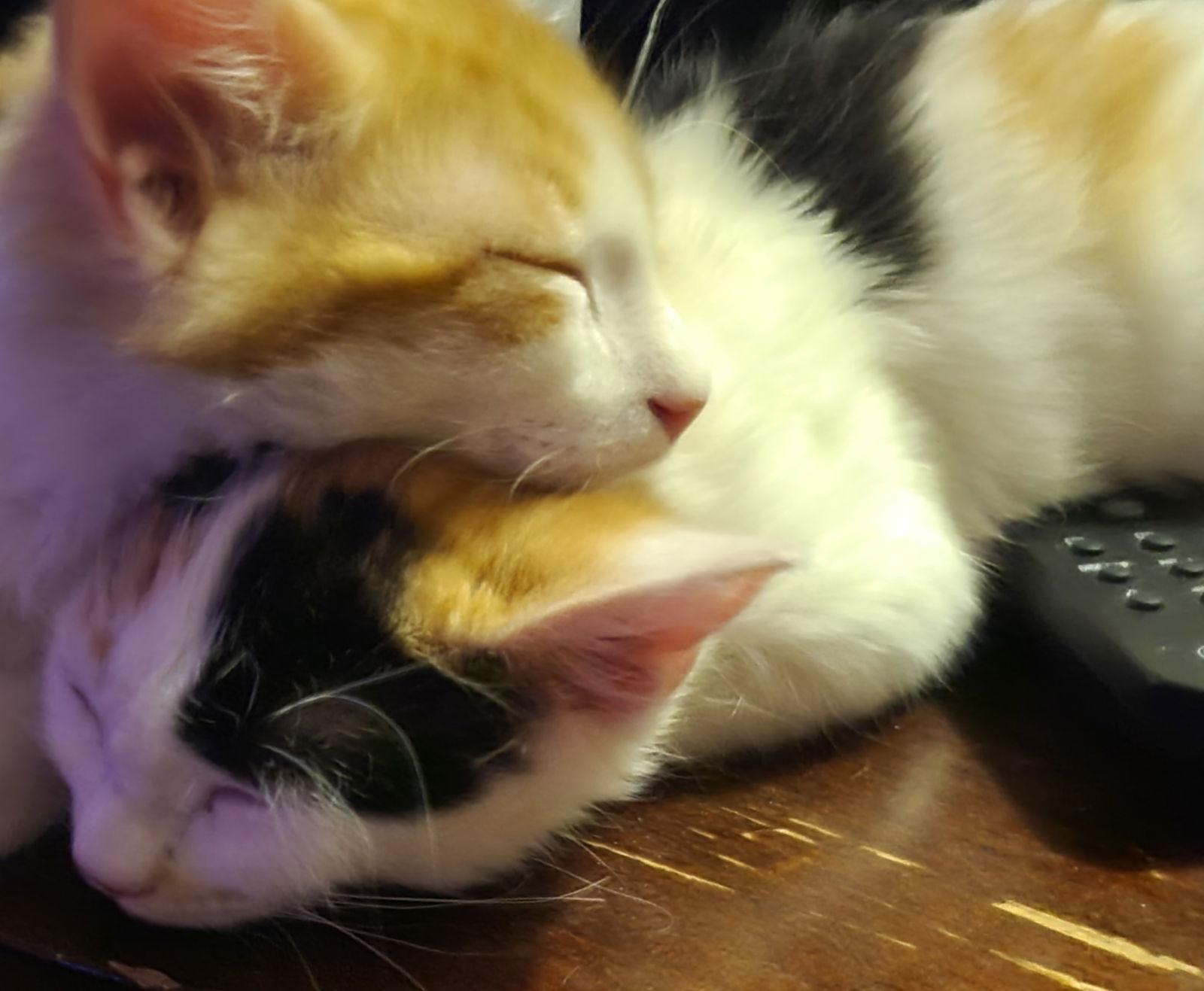 Boba, Adoptable, Kitten Female Domestic Long Hair.