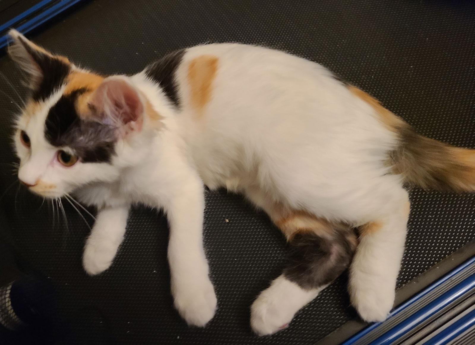 Boba, a Adoptable Domestic Long Hair in Phoenix, AZ image 2/3