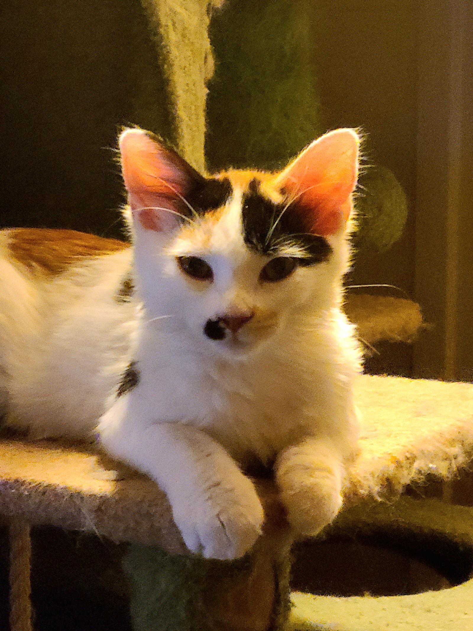 Boba, a Adoptable Domestic Long Hair in Phoenix, AZ image 3/3