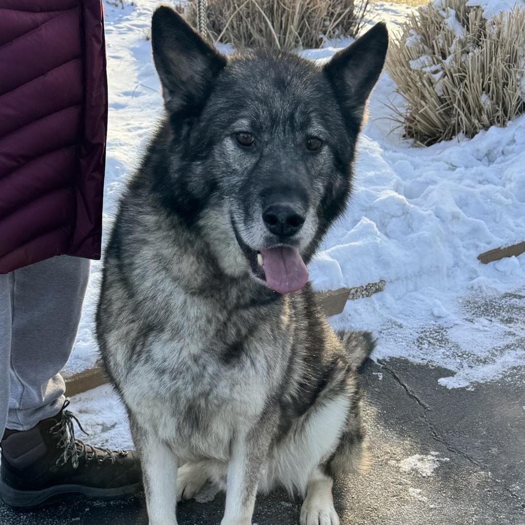 Enlarge Togo, a Adoptable mixed breed in Van Horne, IA image 1/6