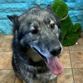 Enlarge Togo, a Adoptable mixed breed in Van Horne, IA image 2/6