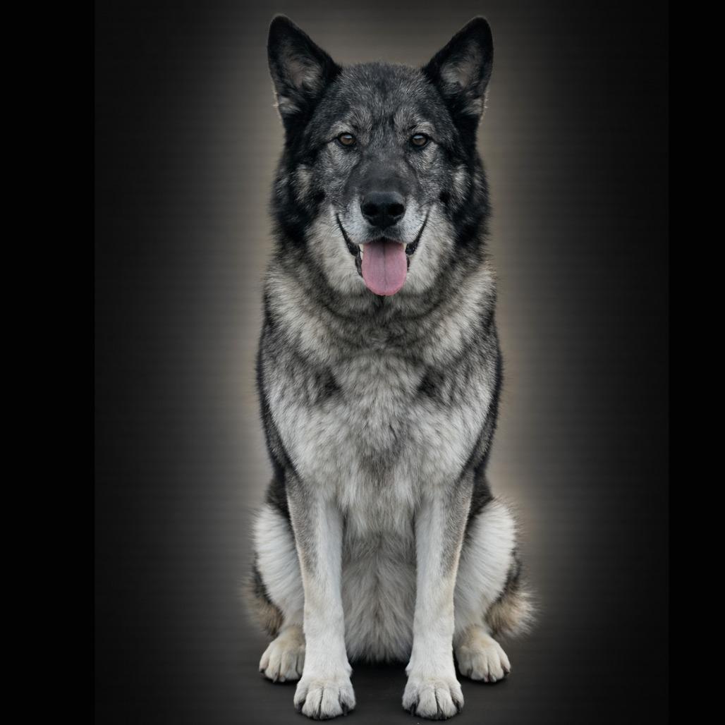 Enlarge Togo, a Adoptable mixed breed in Van Horne, IA image 3/6