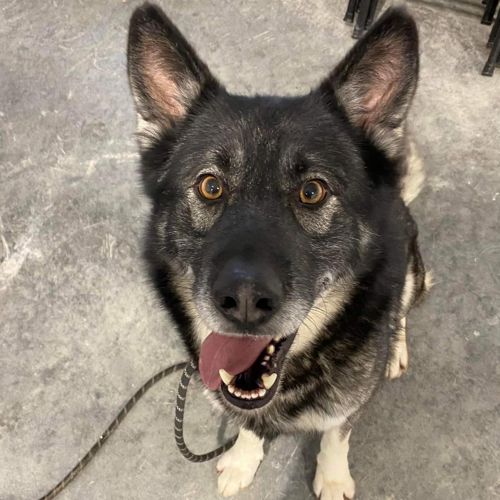 Togo, Adoptable, Senior Male German Shepherd Dog & Mixed Breed.