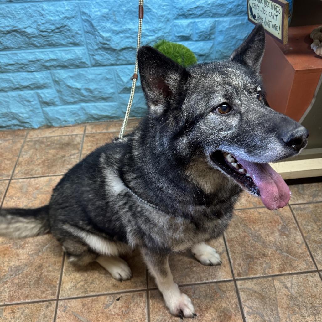 Enlarge Togo, a Adoptable mixed breed in Van Horne, IA image 6/6