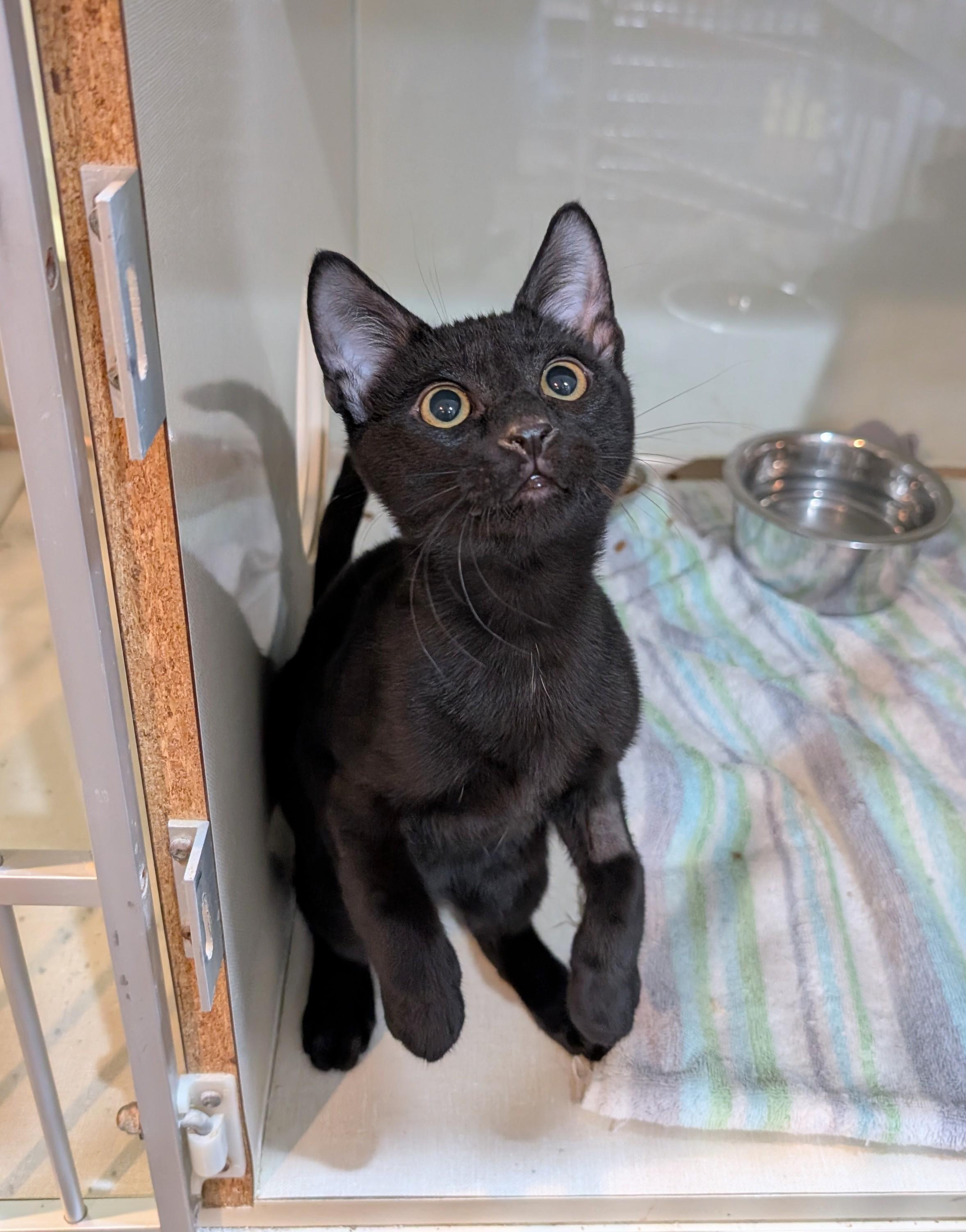 Houdini, Baby Male unknown