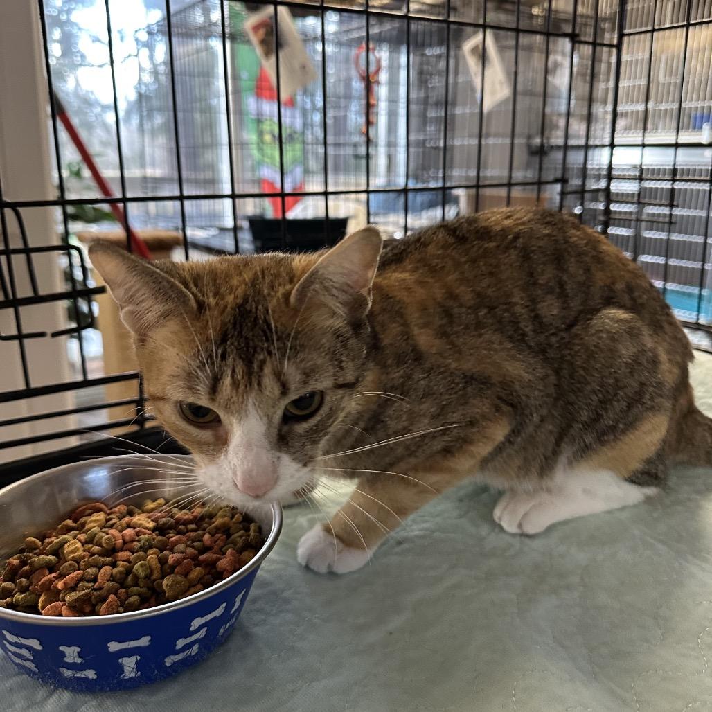 Enlarge Bridgette, a Adoptable Domestic Short Hair in Wappingers Falls, NY image 1/1