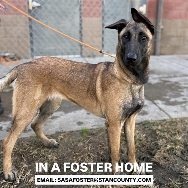 Enlarge ROSIE, a Adoptable Belgian Shepherd / Malinois in Modesto, CA image 1/1