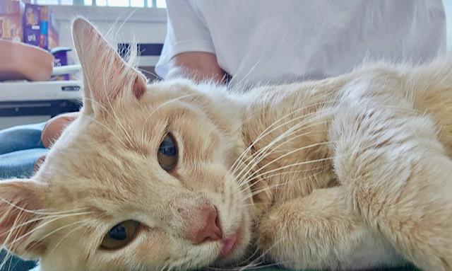 Winston, Adult Male unknown